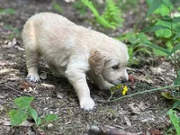 Beau, a male Golden Retriever for sale in Grantsville, MD – 3 of 8