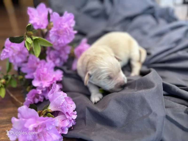Kelly , a female Golden Retriever for sale in Grantsville, MD – 1 of 1