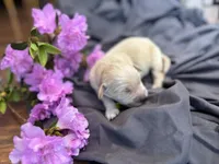 Kelly , a female Golden Retriever for sale in Grantsville, MD – 1 of 1