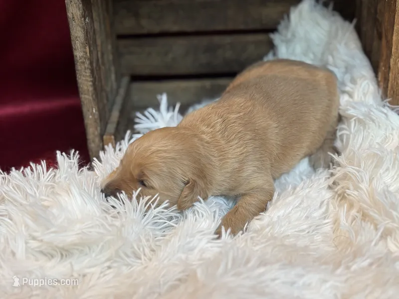 Sam – Golden Retriever puppy for sale in Grantsville, MD
