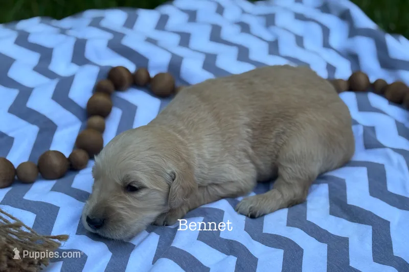 Bennet – Golden Retriever puppy for sale in Grantsville, MD