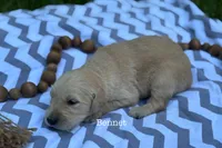 Bennet, a male Golden Retriever for sale in Grantsville, MD – 4 of 6