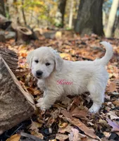 Korie , a female English Cream Golden Retriever for sale in Grantsville, MD – 6 of 9