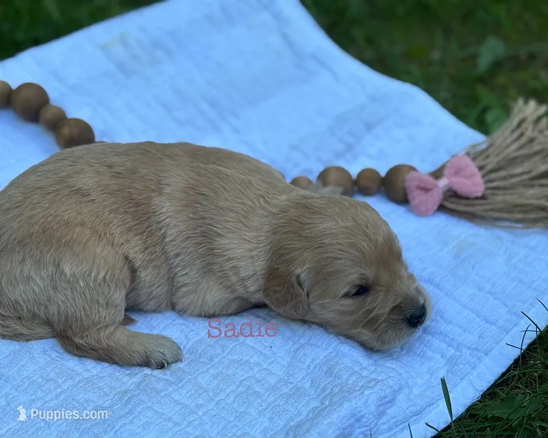 Sadie – Golden Retriever puppy for sale in Grantsville, MD
