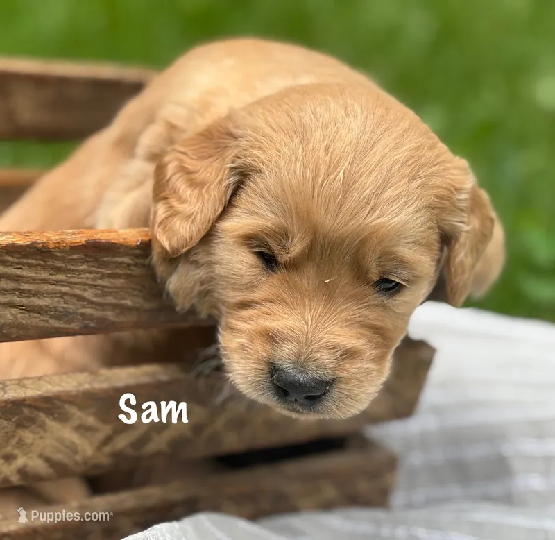 Sam – Golden Retriever puppy for sale in Grantsville, MD