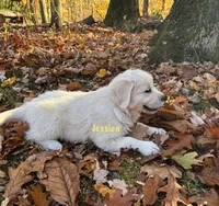 Jessica , a female English Cream Golden Retriever for sale in Grantsville, MD – 7 of 9