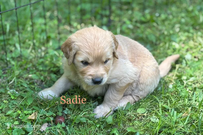 Sadie – Golden Retriever puppy for sale in Grantsville, MD