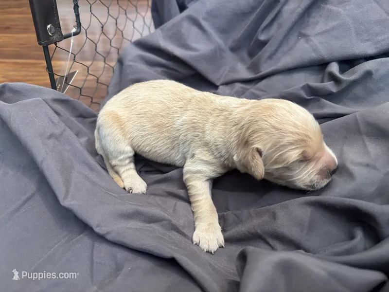 Bennet – Golden Retriever puppy for sale in Grantsville, MD