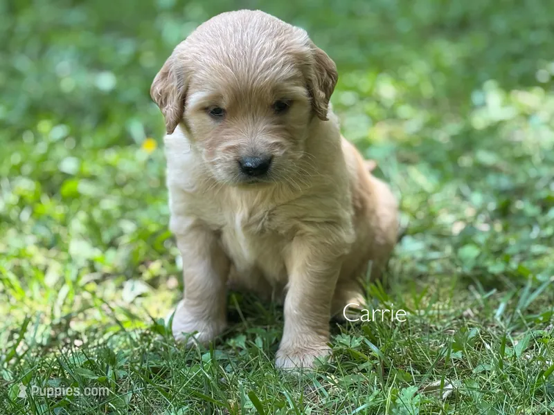 Carrie – Golden Retriever puppy for sale in Grantsville, MD