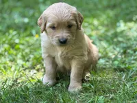 Carrie, a female Golden Retriever for sale in Grantsville, MD – 1 of 6