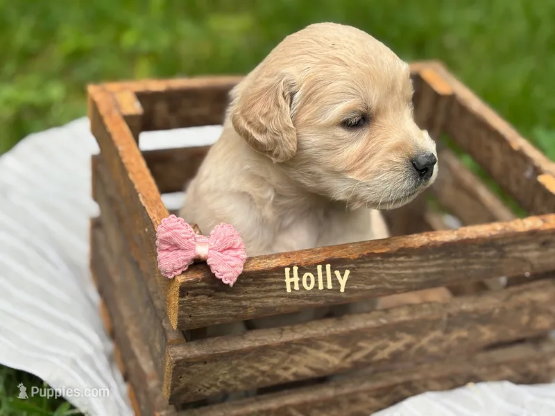Holly – Golden Retriever puppy for sale in Grantsville, MD