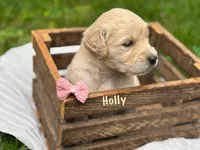 Holly, a female Golden Retriever for sale in Grantsville, MD – 3 of 7