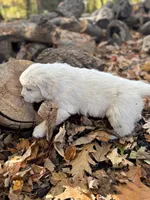 Kay, a female English Cream Golden Retriever for sale in Grantsville, MD – 5 of 7