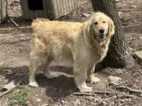 AKC Golden Retriever , a  Golden Retriever for sale in Grantsville, MD – 6 of 8
