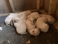 AKC Golden Retriever , a  Golden Retriever for sale in Grantsville, MD – 4 of 8