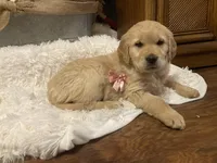 AKC Golden Retriever , a  Golden Retriever for sale in Grantsville, MD – 5 of 8