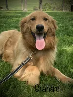 AKC Golden Retriever , a  Golden Retriever for sale in Grantsville, MD – 2 of 8