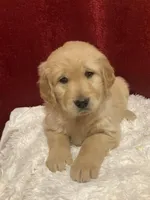 AKC Golden Retriever , a  Golden Retriever for sale in Grantsville, MD – 3 of 8