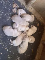 AKC Golden Retriever , a  Golden Retriever for sale in Grantsville, MD – 7 of 8