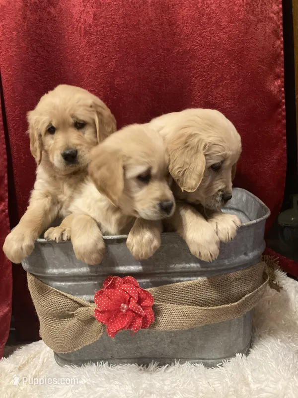 AKC Golden Retriever  – Golden Retriever puppy for sale in Grantsville, MD