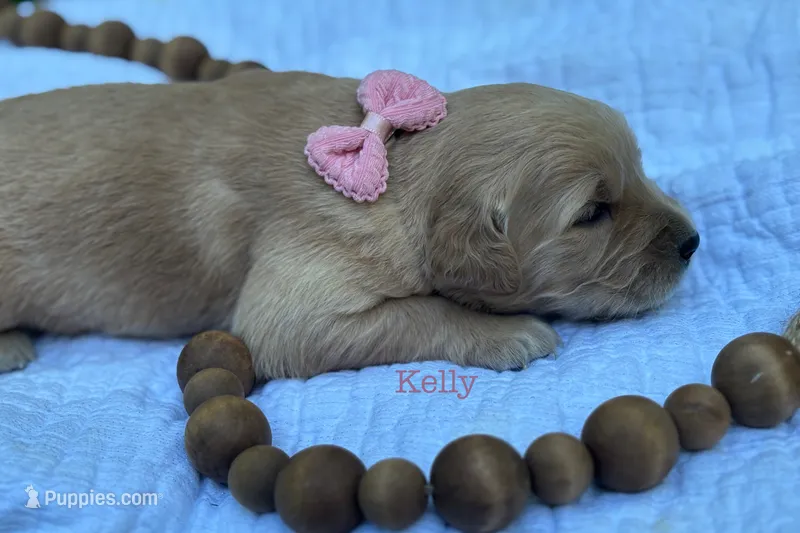Kelly  – Golden Retriever puppy for sale in Grantsville, MD