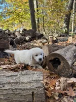 Kay, a female English Cream Golden Retriever for sale in Grantsville, MD – 6 of 7