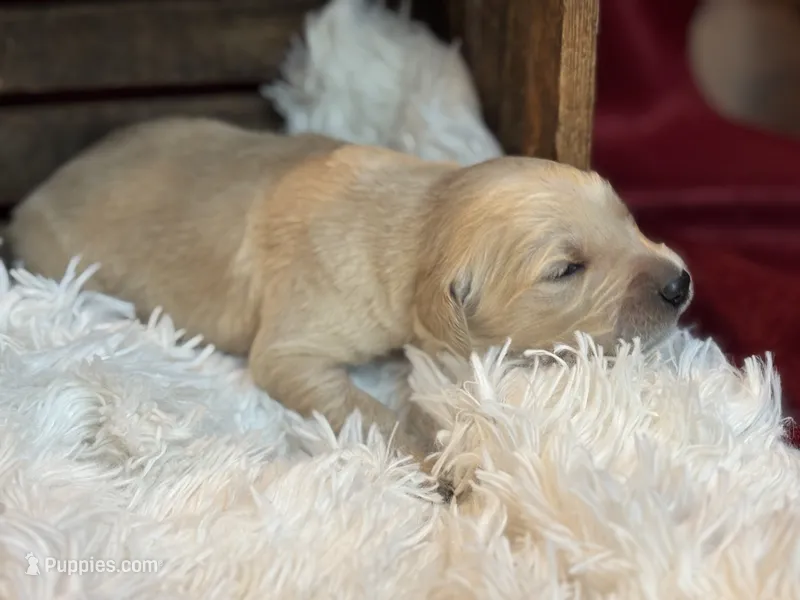 Bennet – Golden Retriever puppy for sale in Grantsville, MD