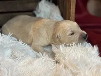 Bennet, a male Golden Retriever for sale in Grantsville, MD – 5 of 6