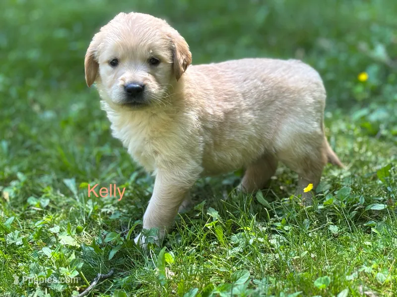Kelly  – Golden Retriever puppy for sale in Grantsville, MD