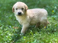 Kelly , a female Golden Retriever for sale in Grantsville, MD – 2 of 8