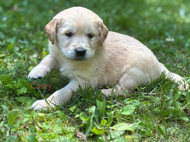 Casey – Golden Retriever puppy for sale in Grantsville, MD