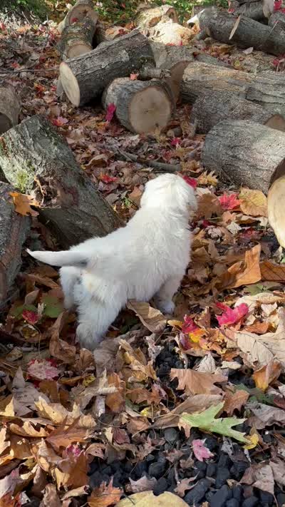 Kay, a female English Cream Golden Retriever for sale in Grantsville, MD – 7 of 7