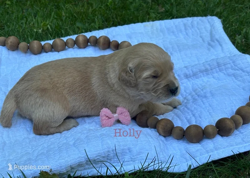 Holly – Golden Retriever puppy for sale in Grantsville, MD