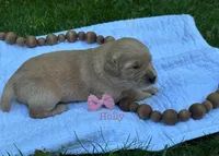 Holly, a female Golden Retriever for sale in Grantsville, MD – 4 of 7