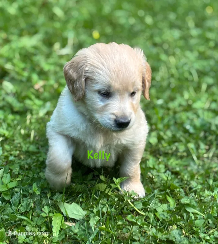 Kelly  – Golden Retriever puppy on hold in Grantsville, MD