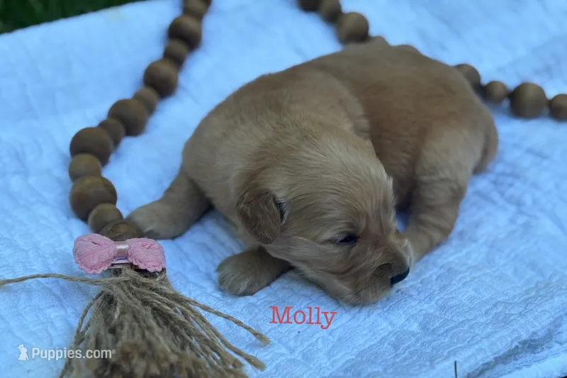 Molly – Golden Retriever puppy for sale in Grantsville, MD