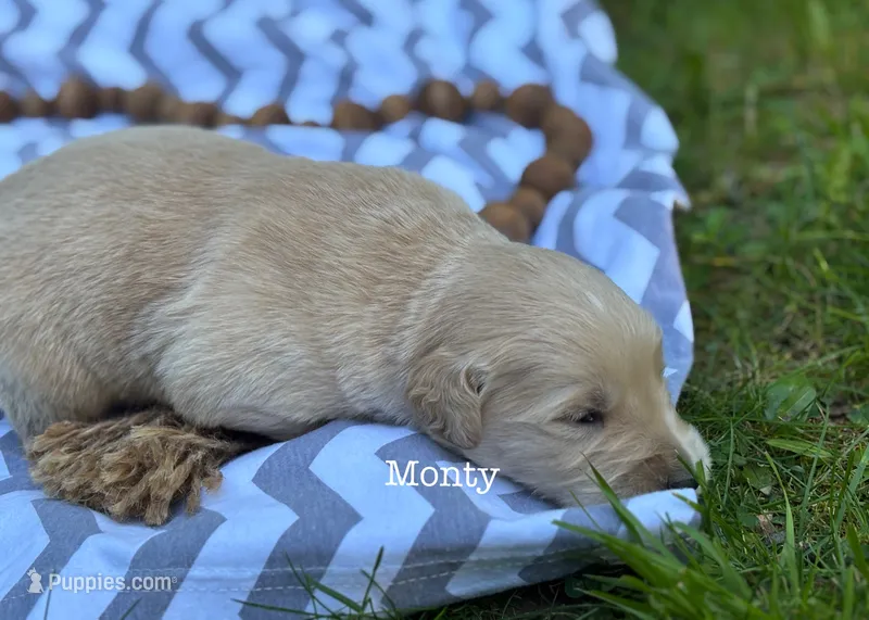 Monty – Golden Retriever puppy for sale in Grantsville, MD