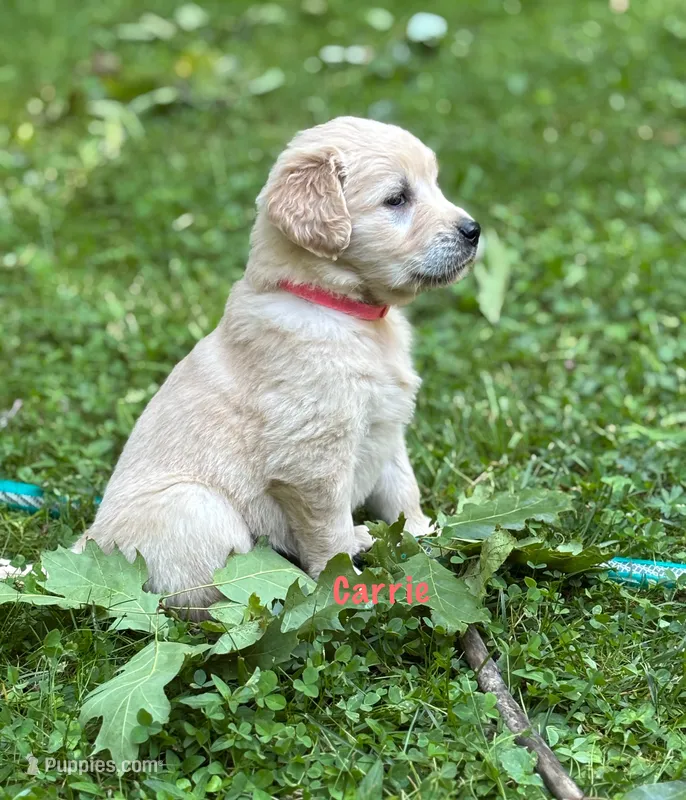 Carrie – Golden Retriever puppy for sale in Grantsville, MD