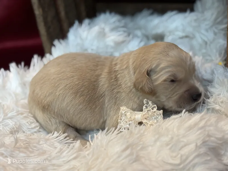 Carrie – Golden Retriever puppy for sale in Grantsville, MD