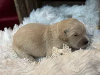 Carrie, a female Golden Retriever for sale in Grantsville, MD – 1 of 4