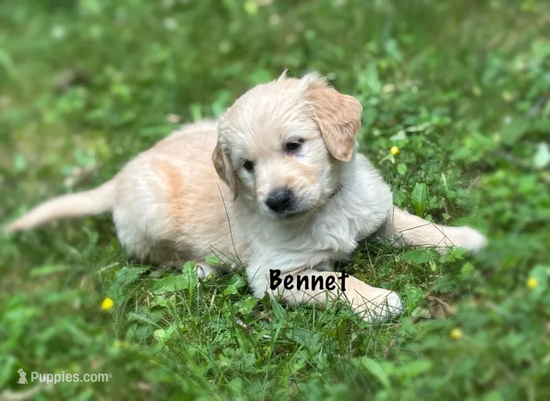 Bennet – Golden Retriever puppy on hold in Grantsville, MD
