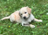 Bennet, a male Golden Retriever for sale in Grantsville, MD – 1 of 6