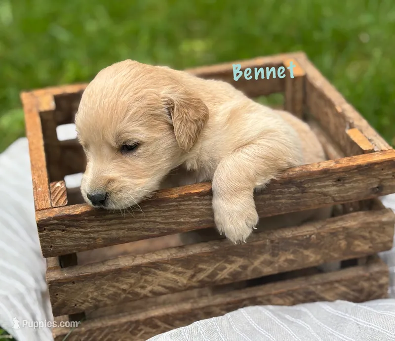 Bennet – Golden Retriever puppy for sale in Grantsville, MD