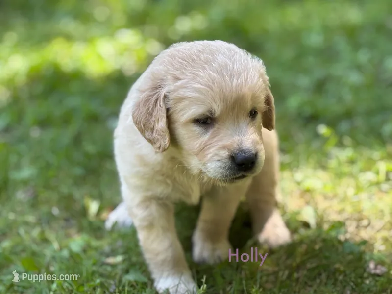 Holly – Golden Retriever puppy for sale in Grantsville, MD