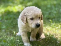 Holly, a female Golden Retriever for sale in Grantsville, MD – 2 of 7