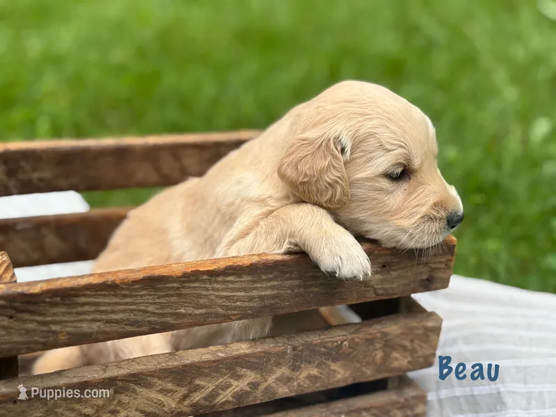 Beau – Golden Retriever puppy for sale in Grantsville, MD