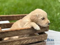 Beau, a male Golden Retriever for sale in Grantsville, MD – 4 of 8