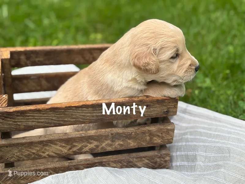 Monty – Golden Retriever puppy for sale in Grantsville, MD