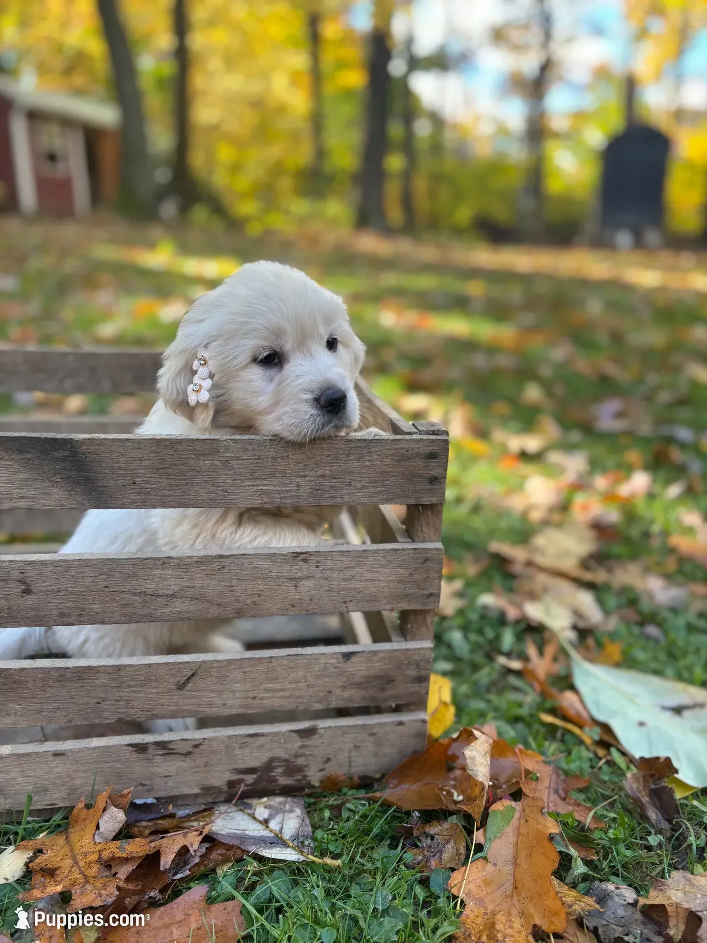 Kay, a female English Cream Golden Retriever for sale in Grantsville, MD – 1 of 7
