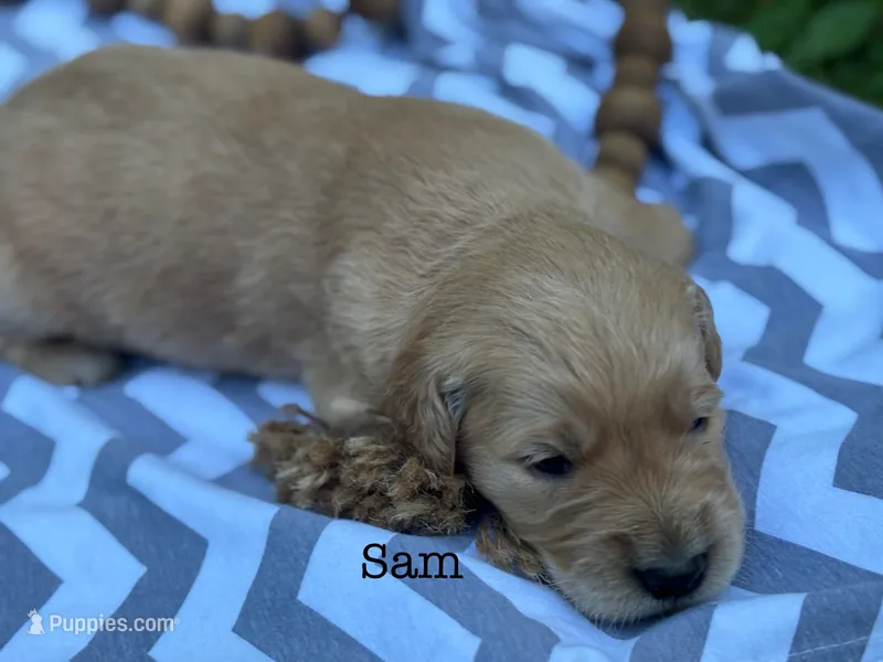 Sam – Golden Retriever puppy for sale in Grantsville, MD